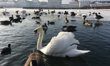 nymphenburg castle, munich, bavaria-2029460.jpg