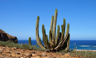 tenerife, cactus, cactus plant