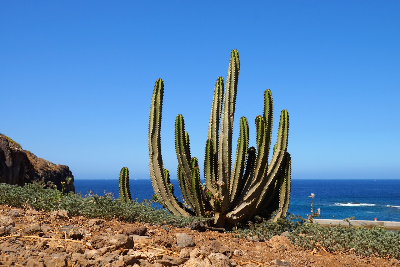 tenerife, cactus, cactus plant