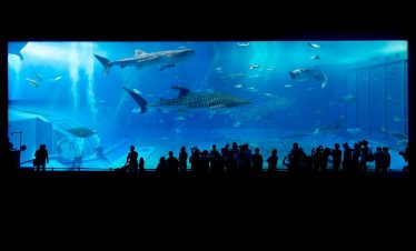 aquarium, sharks, okinawa
