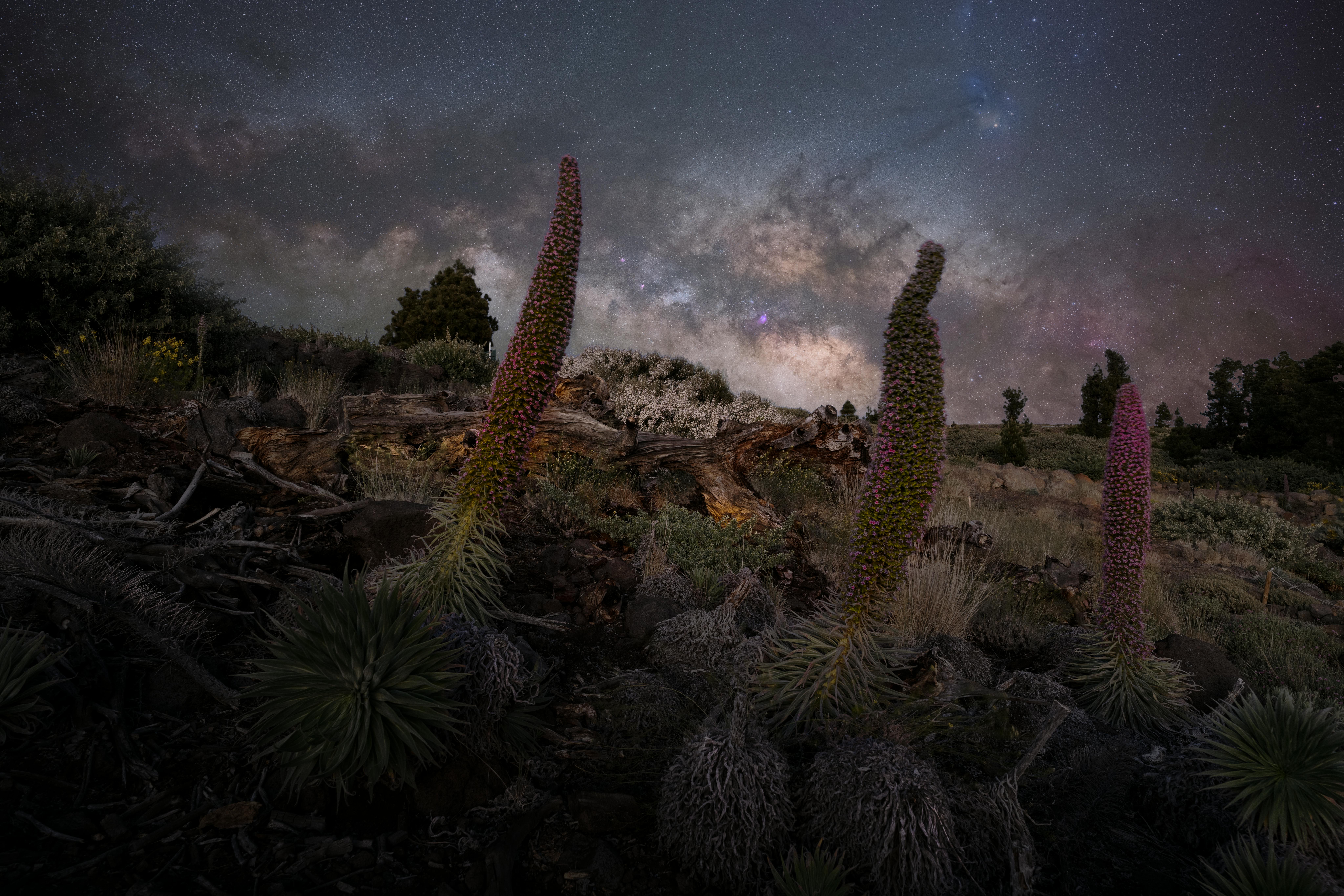 View of a Field with Tropical Plants under a Night Sky