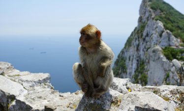 Brown Monkey Sitting on Gray Rock Formation