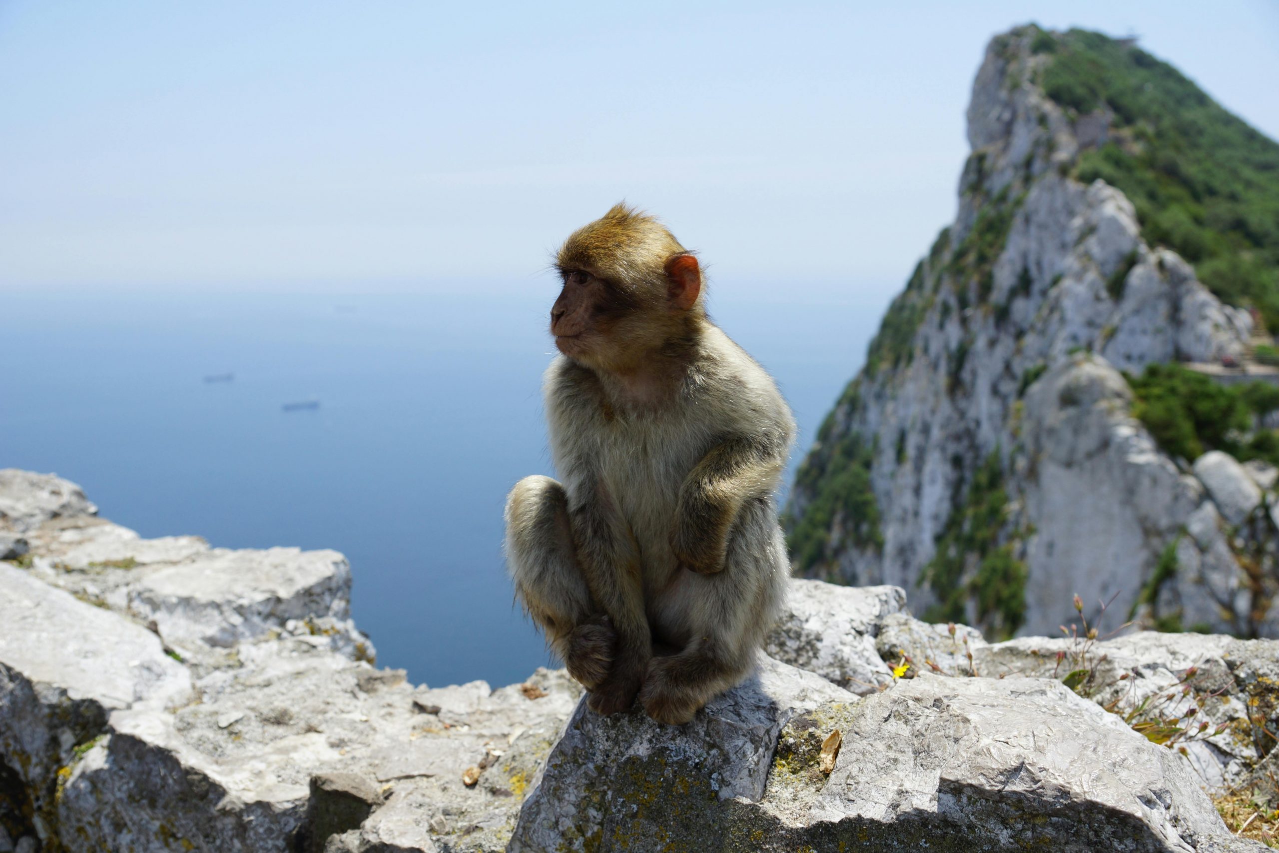 Brown Monkey Sitting on Gray Rock Formation