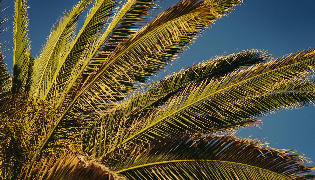 Vibrant palm fronds reaching towards a clear blue sky, capturing the essence of tropical beauty.