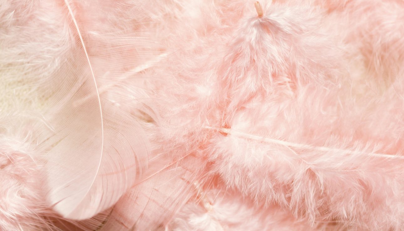 Delicate pink feathers arranged in a smooth close-up, showcasing their subtle texture.
